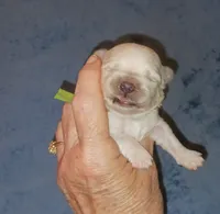Posey's Green Ribbon Boy , a male Maltese for sale in Norman, OK – 4 of 10