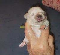 Posey's Green Ribbon Boy , a male Maltese for sale in Norman, OK – 1 of 10
