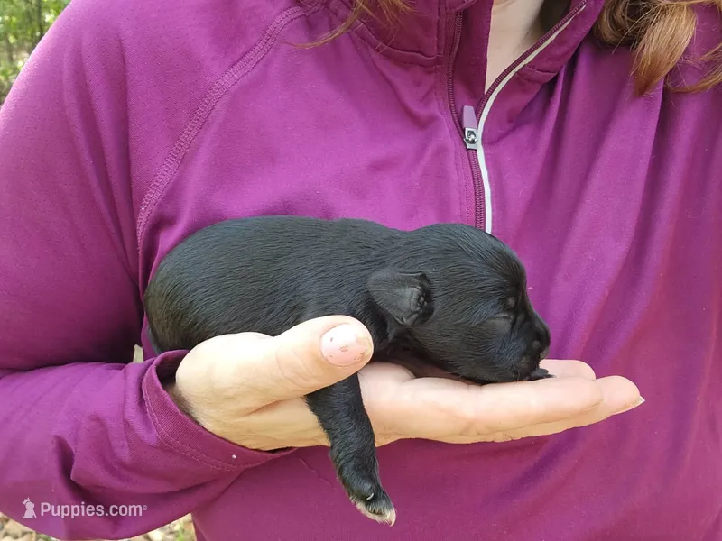 Female 2  – Miniature Schnauzer puppy for sale in Norman, OK