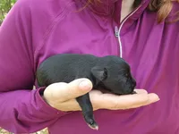 Female 2 , a female Miniature Schnauzer for sale in Norman, OK – 3 of 4
