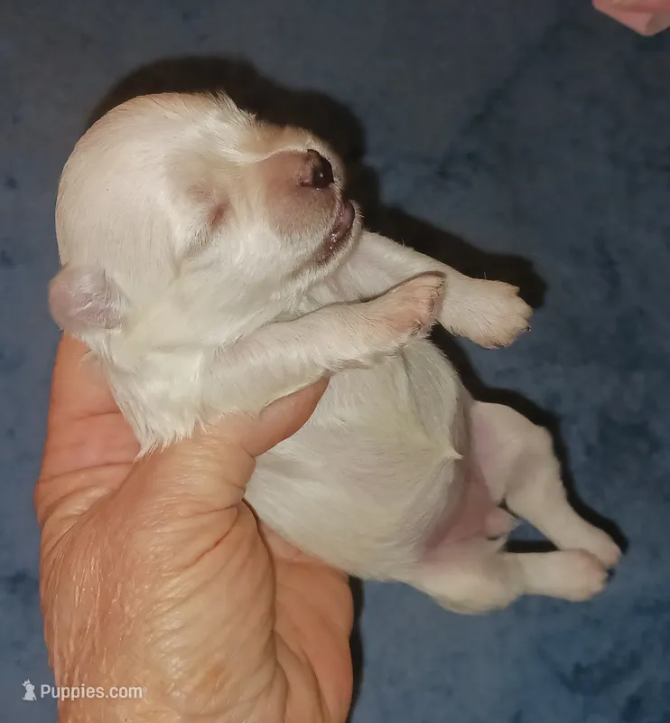 Posey's Light Pink Ribbon Girl , a female Maltese for sale in Norman, OK – 1 of 10