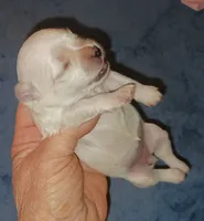 Posey's Light Pink Ribbon Girl , a female Maltese for sale in Norman, OK – 1 of 10