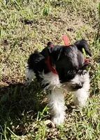 Hoppers Red Ribbon Girl, a female Miniature Schnauzer for sale in Norman, OK – 6 of 10