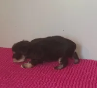 Mia's Little Boy, a male Miniature Schnauzer for sale in Norman, OK – 7 of 10