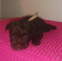 Mia's Pink Ribbon Girl , a female Miniature Schnauzer for sale in Norman, OK – 10 of 10