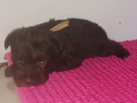 Mia's Pink Ribbon Girl , a female Miniature Schnauzer for sale in Norman, OK – 2 of 10