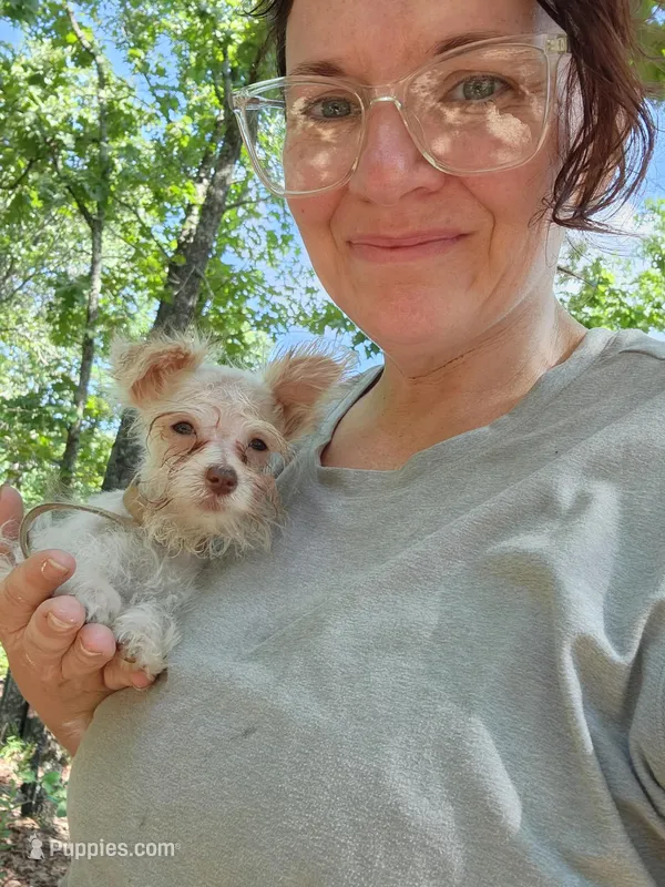 Vanilla Waffer *reduced* – Miniature Schnauzer puppy for sale in Norman, OK