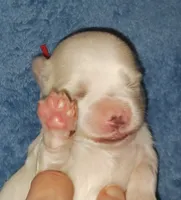 Posey's Red Ribbon Girl , a female Maltese for sale in Norman, OK – 8 of 10