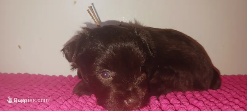 Mia's Lavender Ribbon Girl  – Miniature Schnauzer puppy for sale in Norman, OK