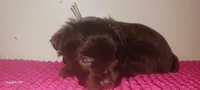 Mia's Lavender Ribbon Girl , a female Miniature Schnauzer for sale in Norman, OK – 1 of 10