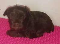 Mia's Lavender Ribbon Girl , a female Miniature Schnauzer for sale in Norman, OK – 7 of 10