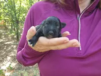 Female 2 , a female Miniature Schnauzer for sale in Norman, OK – 4 of 4