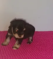Mia's Little Boy, a male Miniature Schnauzer for sale in Norman, OK – 4 of 10
