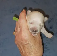 Posey's Green Ribbon Boy , a male Maltese for sale in Norman, OK – 5 of 10