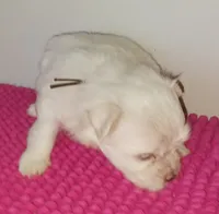 Posey's Brown Ribbon Boy , a male Maltese for sale in Norman, OK – 9 of 10