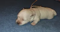 Posey's Light Pink Ribbon Girl , a female Maltese for sale in Norman, OK – 6 of 10