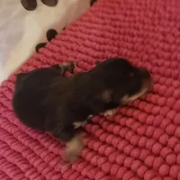 Mia's Little Boy, a male Miniature Schnauzer for sale in Norman, OK – 5 of 9