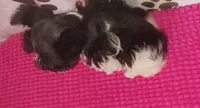 Tiny boy, a male Miniature Schnauzer for sale in Norman, OK – 5 of 10