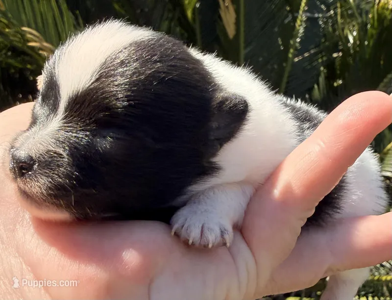 AKC 1 – Pomeranian puppy for sale in Pace, FL