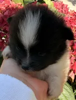 Congrats Schmitt family ❤️, a male Pomeranian for sale in Pace, FL – Photo 3 of 10