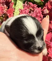 AKC 1, a male Pomeranian for sale in Pace, FL – Photo 6 of 10