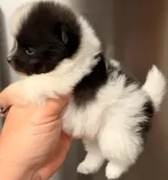 Congrats Schmitt family ❤️, a male Pomeranian for sale in Pace, FL – Photo 5 of 10