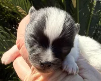 AKC 1, a male Pomeranian for sale in Pace, FL – Photo 7 of 10