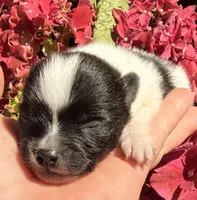 AKC 1, a male Pomeranian for sale in Pace, FL – Photo 5 of 10