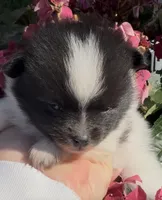 Congrats Schmitt family ❤️, a male Pomeranian for sale in Pace, FL – Photo 2 of 10