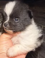 Congrats Schmitt family ❤️, a male Pomeranian for sale in Pace, FL – Photo 4 of 10