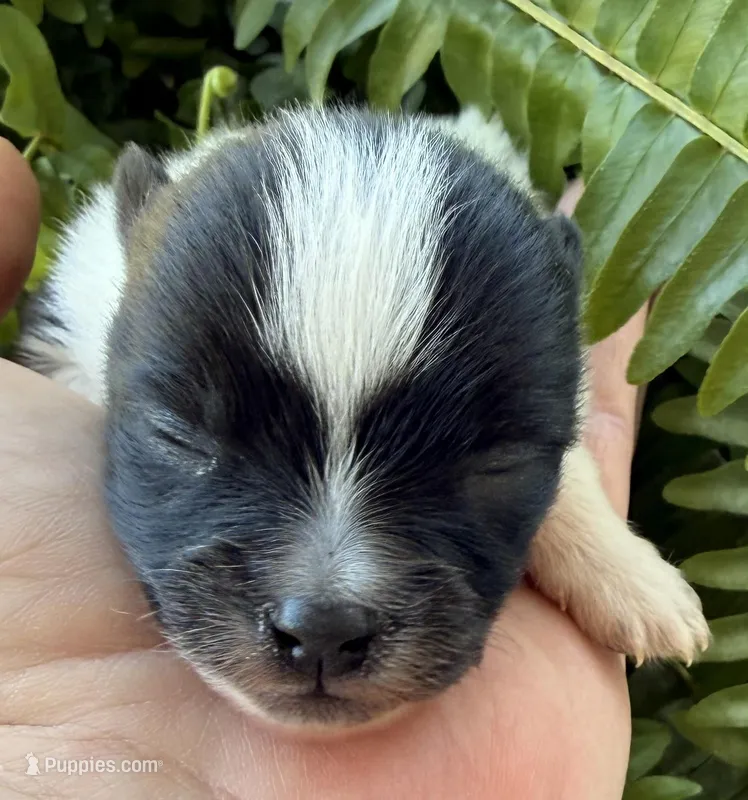 AKC 1 – Pomeranian puppy for sale in Pace, FL