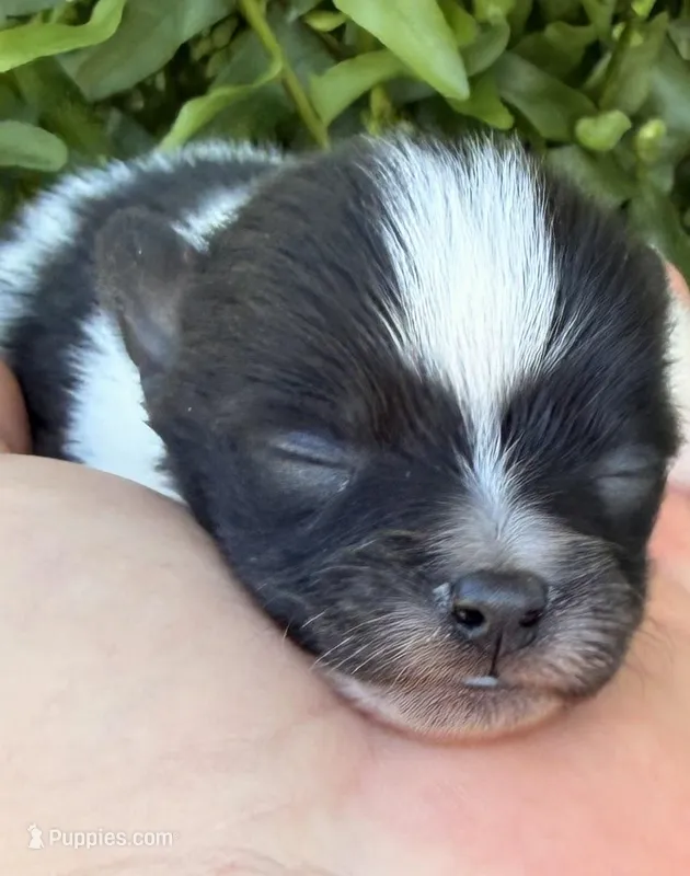 AKC 1 – Pomeranian puppy for sale in Pace, FL