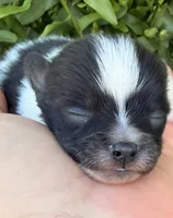 AKC 1, a male Pomeranian for sale in Pace, FL – Photo 1 of 10