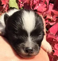 AKC 1, a male Pomeranian for sale in Pace, FL – Photo 2 of 10