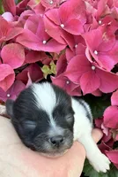 AKC 1, a male Pomeranian for sale in Pace, FL – Photo 9 of 10