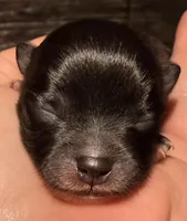 AKC 6, a male Pomeranian for sale in Pace, FL – Photo 8 of 10