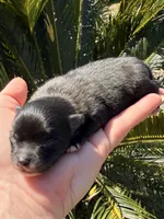 AKC 6, a male Pomeranian for sale in Pace, FL – Photo 10 of 10