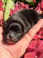 AKC 6, a male Pomeranian for sale in Pace, FL – Photo 5 of 10