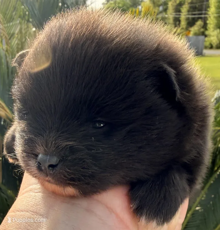 AKC 6 – Pomeranian puppy for sale in Pace, FL