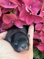 AKC 6, a male Pomeranian for sale in Pace, FL – Photo 9 of 10