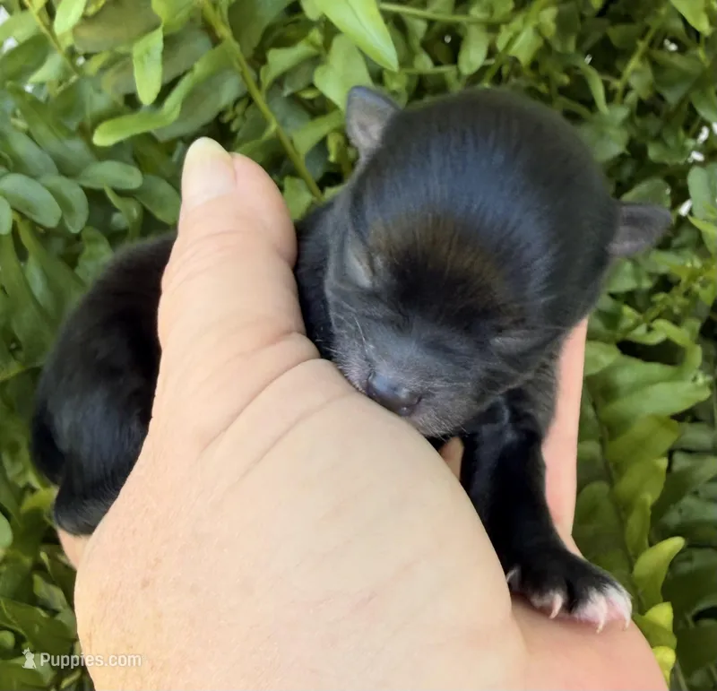 AKC 6 – Pomeranian puppy for sale in Pace, FL