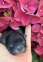 AKC 6, a male Pomeranian for sale in Pace, FL – Photo 3 of 10