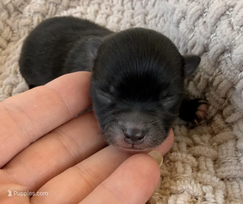 AKC 6 – Pomeranian puppy for sale in Pace, FL