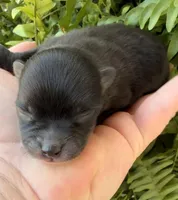 AKC 6, a male Pomeranian for sale in Pace, FL – Photo 1 of 10