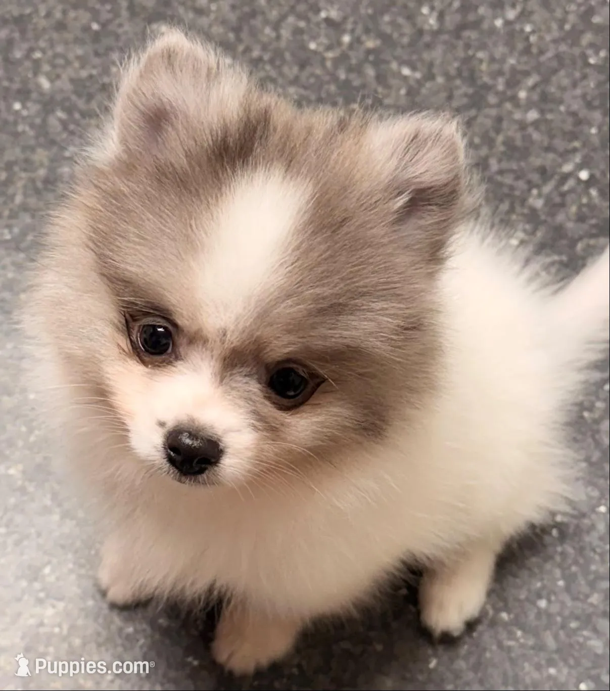 AKC 3, a male Pomeranian for sale in Pace, FL – 4 of 10