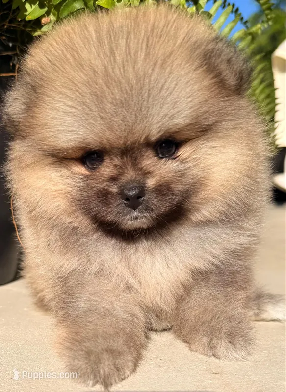AKC 8 – Pomeranian puppy for sale in Pace, FL