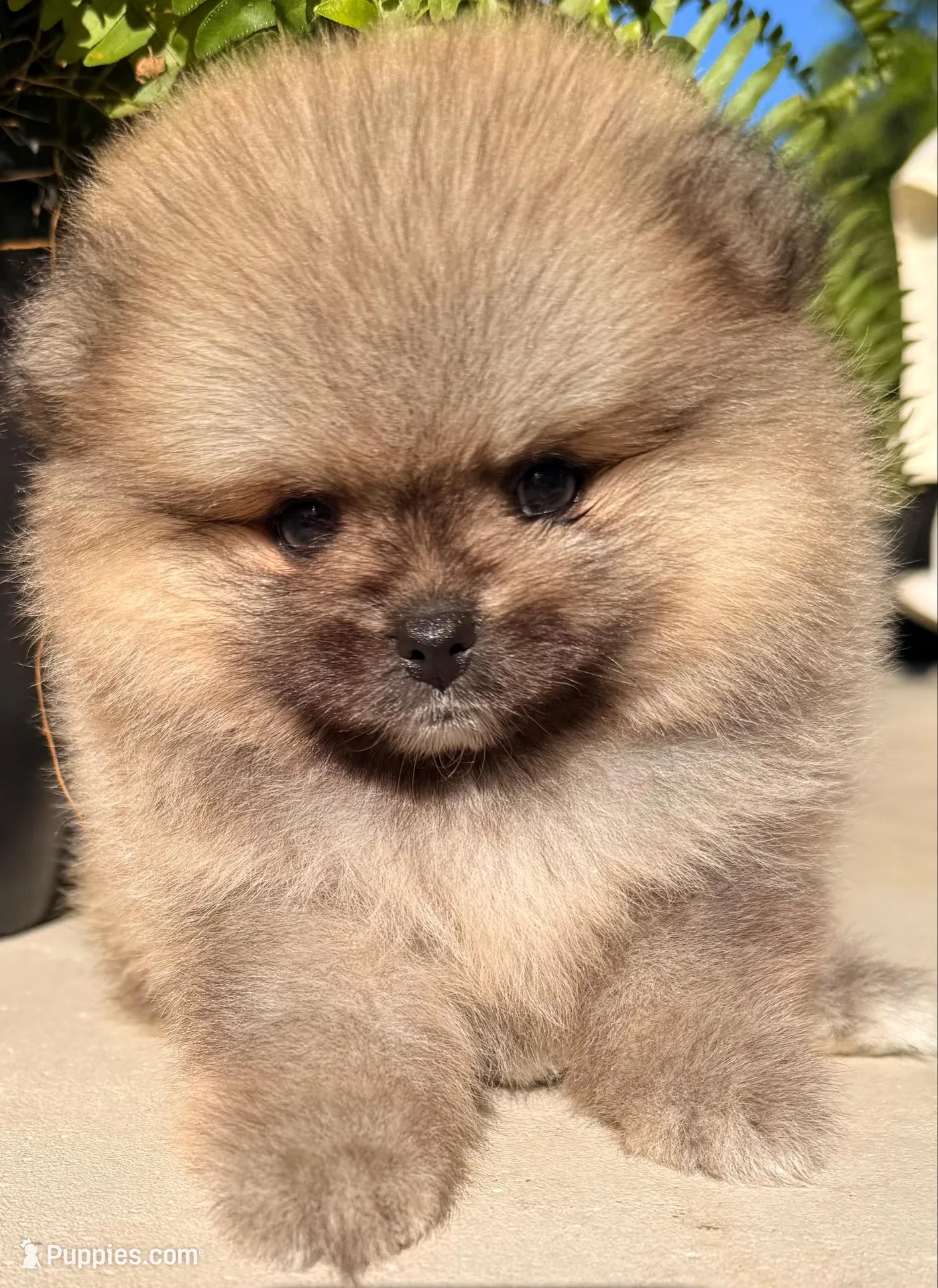 AKC 8, a female Pomeranian for sale in Pace, FL – 3 of 10