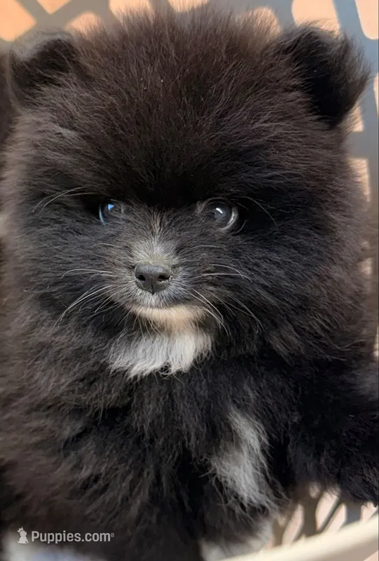 Akc 7 female – Pomeranian puppy for sale in Pace, FL