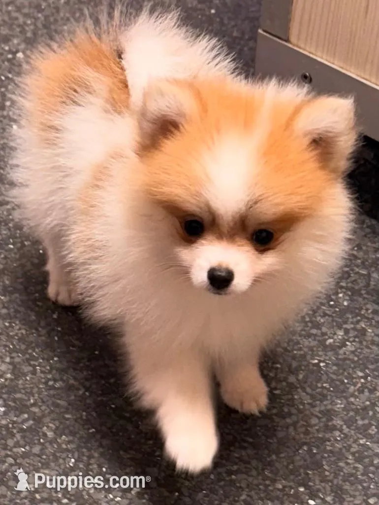 Congrats Scott and Melissa🥰, a male Pomeranian for sale in Pace, FL – 4 of 10