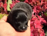 AKC 2, a male Pomeranian for sale in Pace, FL – Photo 10 of 10